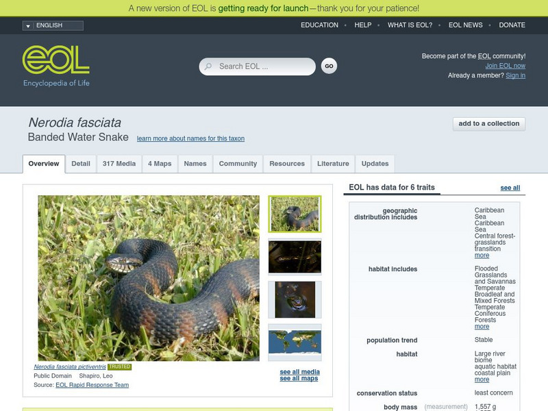 Encyclopedia of Life: Banded Water Snake Handout