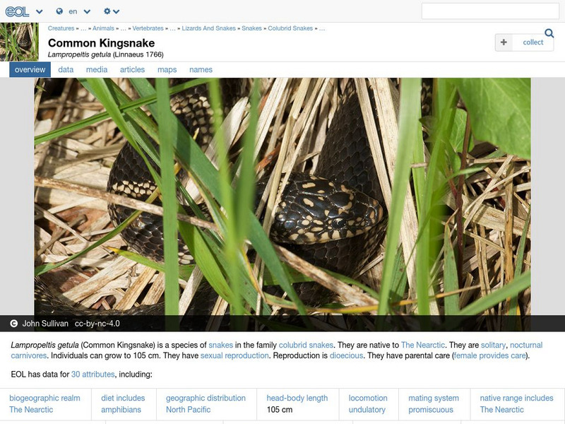 Encyclopedia of Life: Common King Snake Handout Encyclopedia of Life: Common King Snake Handout