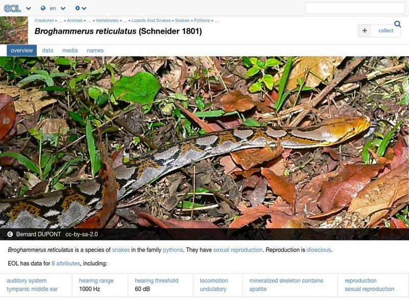 Encyclopedia of Life: Reticulated Python Handout Encyclopedia of Life: Reticulated Python Handout