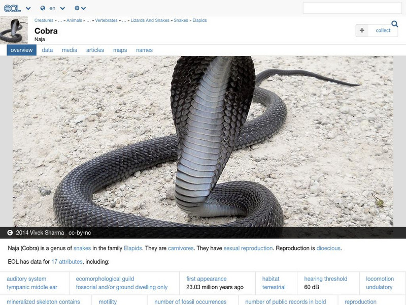 Encyclopedia of Life: Cobras Handout