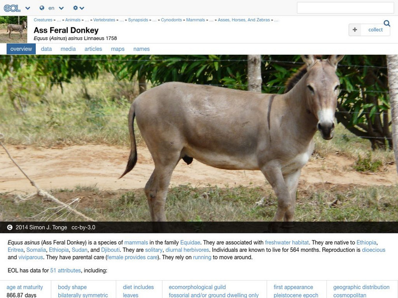 Encyclopedia of Life: Domestic Donkey Handout