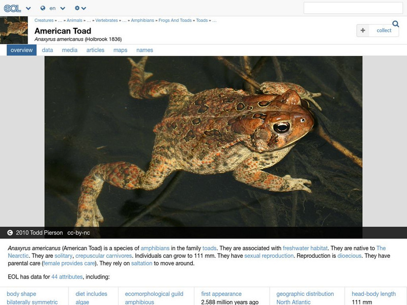 Encyclopedia of Life: American Toad Handout