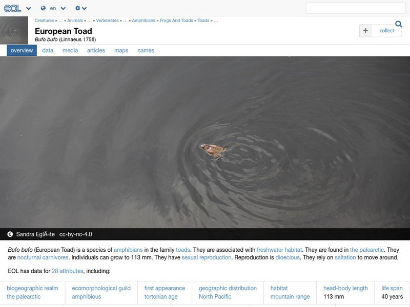 Encyclopedia of Life: European Toad Handout