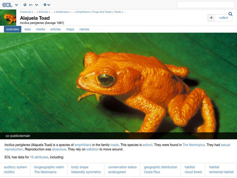 Encyclopedia of Life: Golden Toad Handout