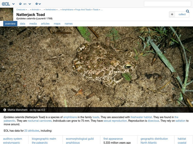 Encyclopedia of Life: Natterjack Toad Handout