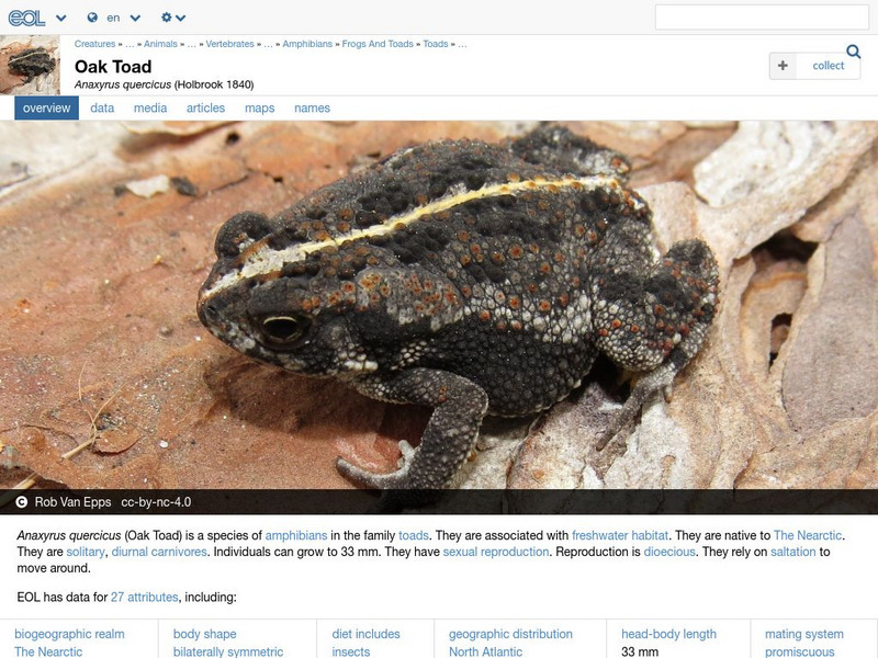 Encyclopedia of Life: Oak Toad Handout