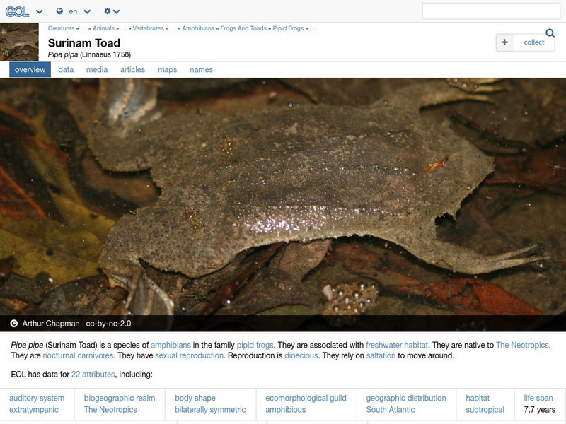 Encyclopedia of Life: Surinam Toad Handout Encyclopedia of Life: Surinam Toad Handout
