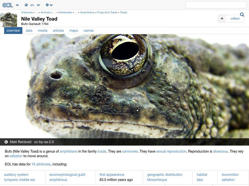 Encyclopedia of Life: Toads Handout