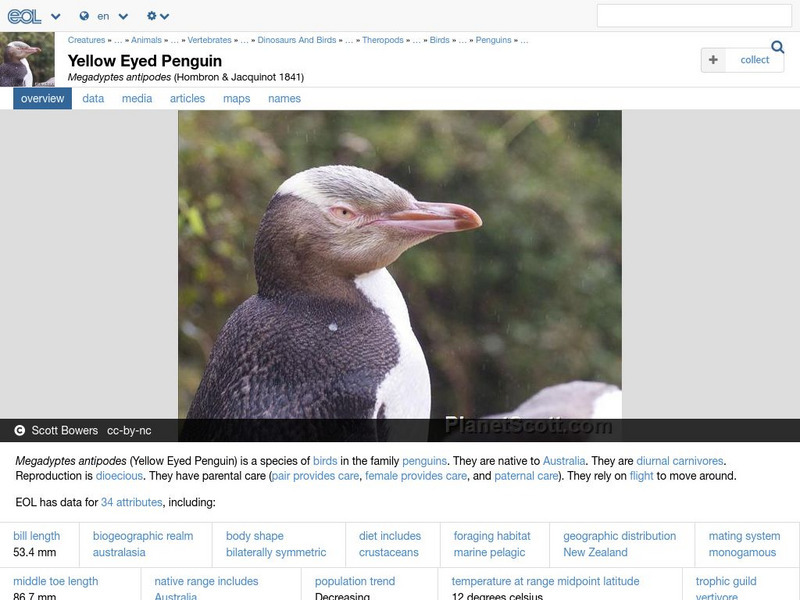 Encyclopedia of Life: Yellow Eyed Penguin Handout