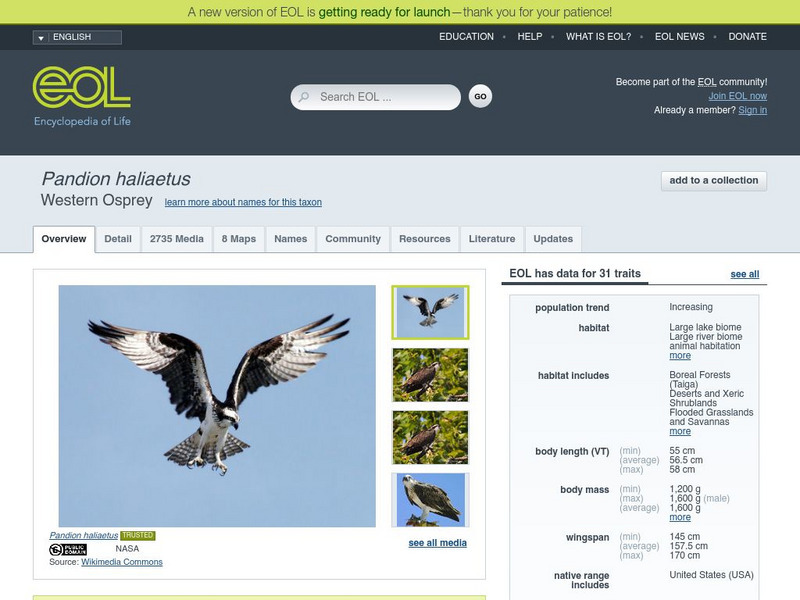 Encyclopedia of Life: Osprey Handout
