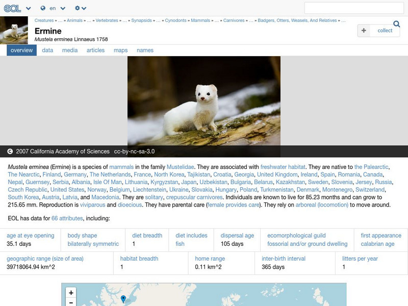 Encyclopedia of Life: Ermine Handout