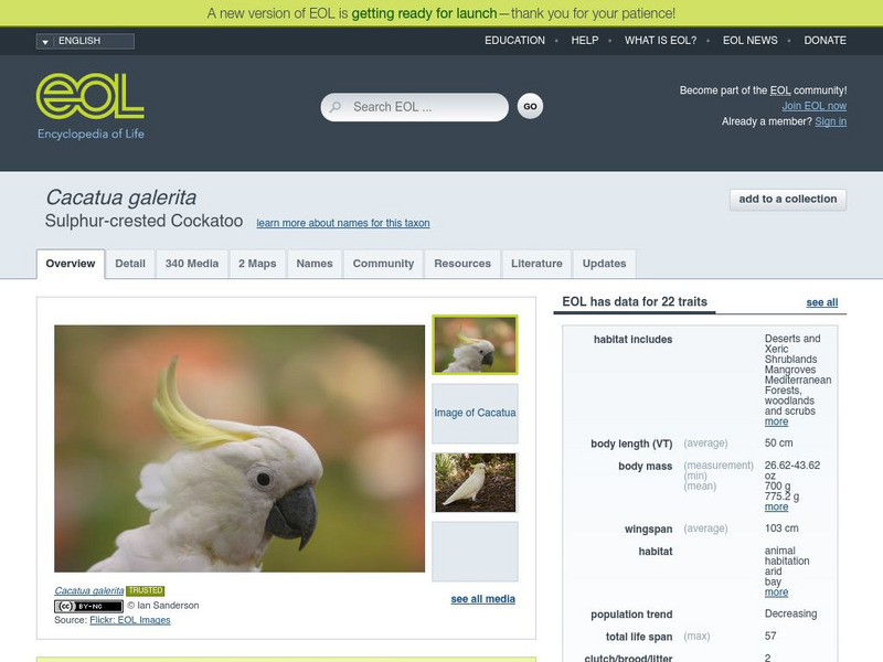 Encyclopedia of Life: Sulphur Crested Cockatoo Handout