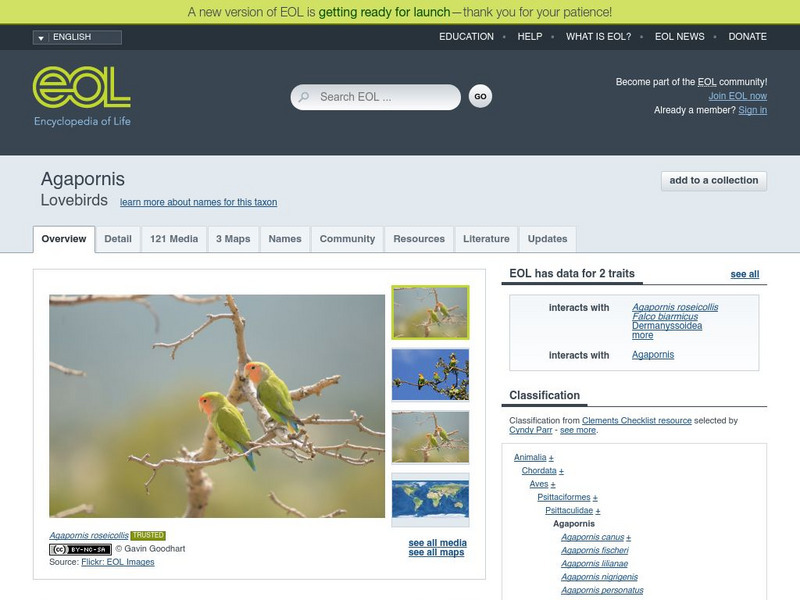 Encyclopedia of Life: Lovebirds Handout