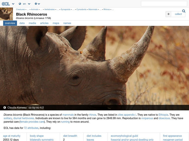 Encyclopedia of Life: Black Rhinoceros Handout