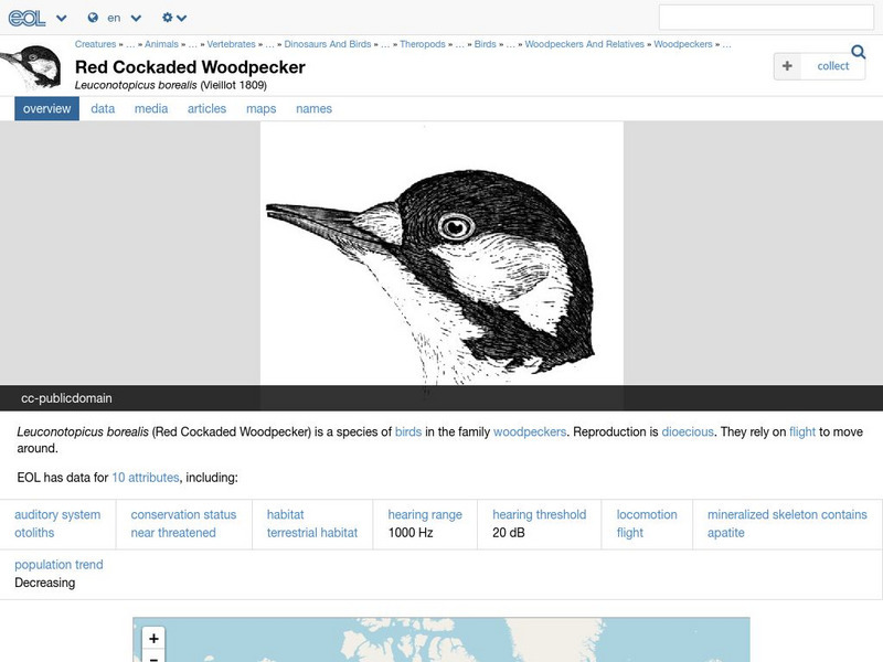 Encyclopedia of Life: Red Cockaded Woodpecker Handout