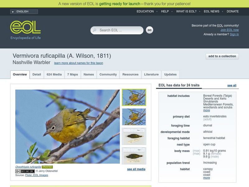 Encyclopedia of Life: Nashville Warbler Handout