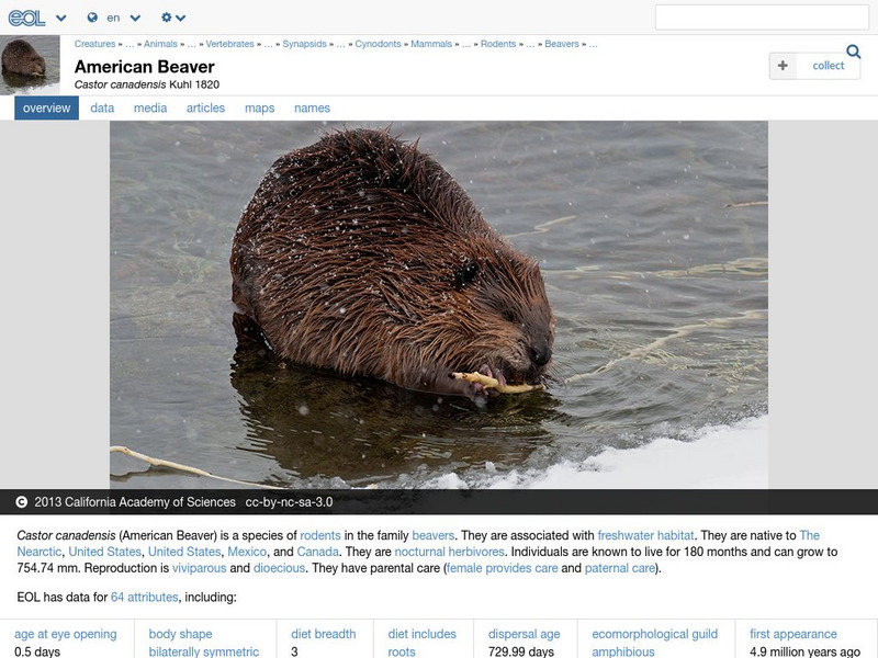 Encyclopedia of Life: American Beaver Handout