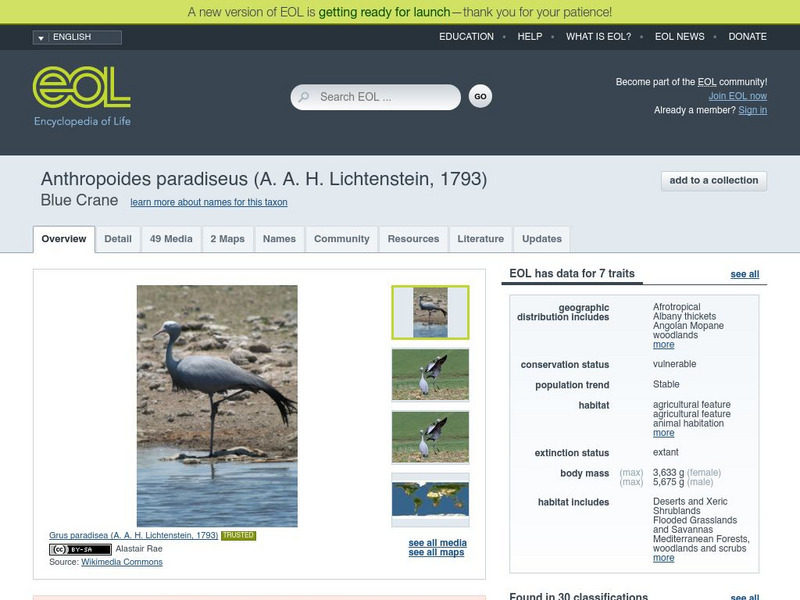 Encyclopedia of Life: Blue Crane Handout