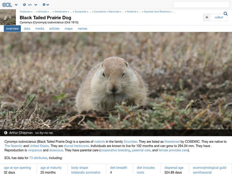 Encyclopedia of Life: Black Tailed Prairie Dog Handout Encyclopedia of Life: Black Tailed Prairie Dog Handout
