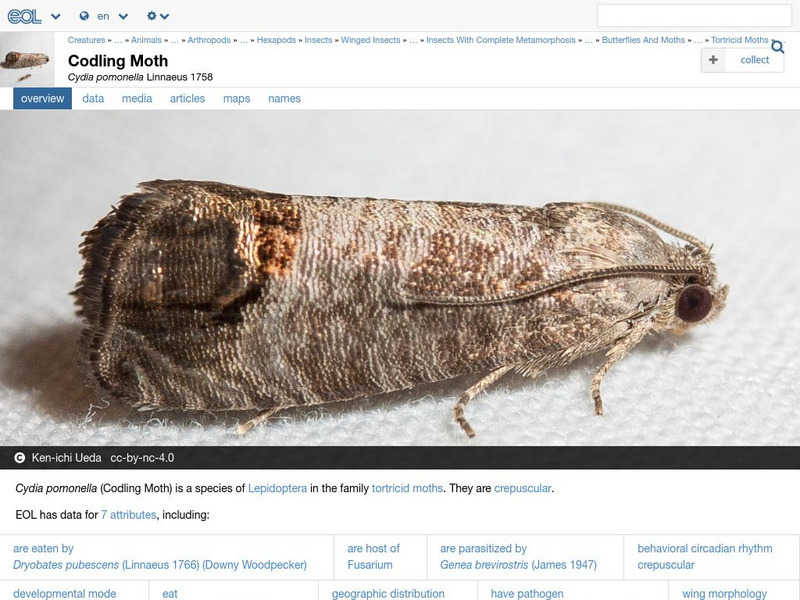 Encyclopedia of Life: Codling Moth Handout