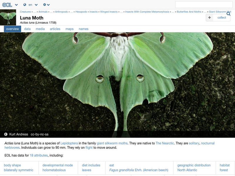 Encyclopedia of Life: Luna Moth Handout Encyclopedia of Life: Luna Moth Handout