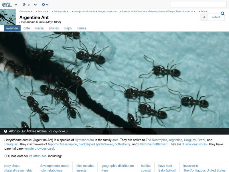 Encyclopedia of Life: Argentine Ant Handout