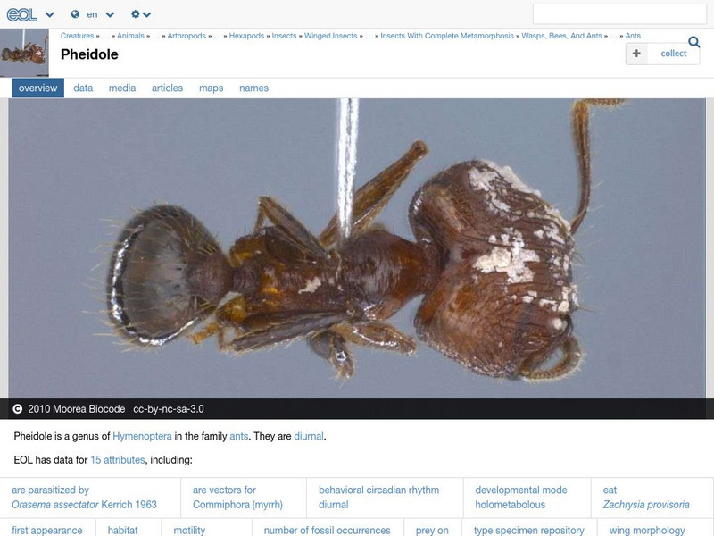 Encyclopedia of Life: Bigheaded Ant Handout