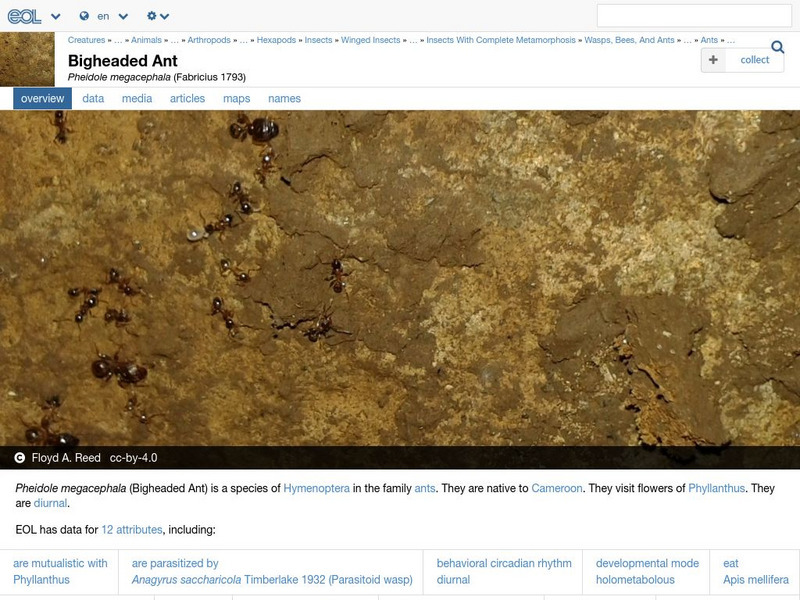 Encyclopedia of Life: Bigheaded Ant Handout