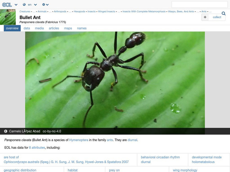 Encyclopedia of Life: Bullet Ant Handout