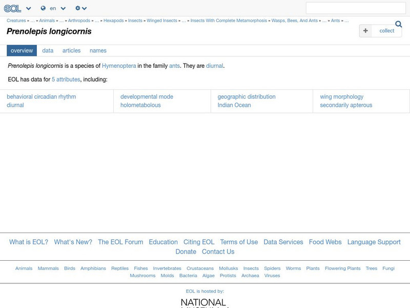 Encyclopedia of Life: Crazy Ant Handout