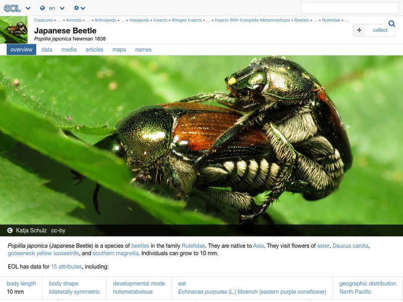 Encyclopedia of Life: Scarab Beetle Handout