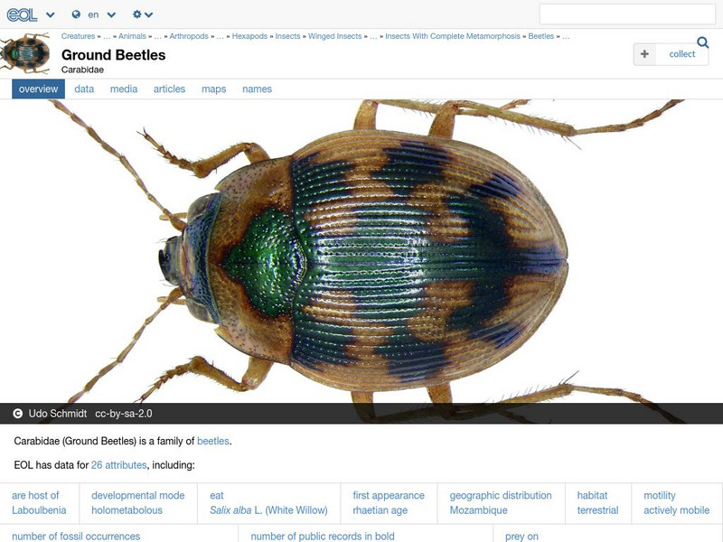 Encyclopedia of Life: Ground Beetles Handout
