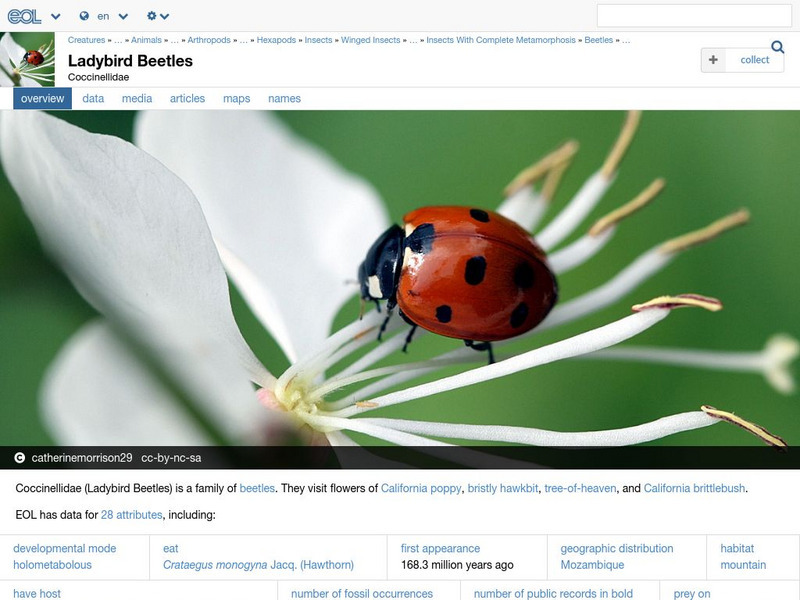 Encyclopedia of Life: Lady Beetles and Ladybird Beetles Handout