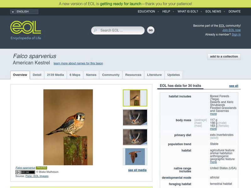 Encyclopedia of Life: American Kestrel Handout Encyclopedia of Life: American Kestrel Handout