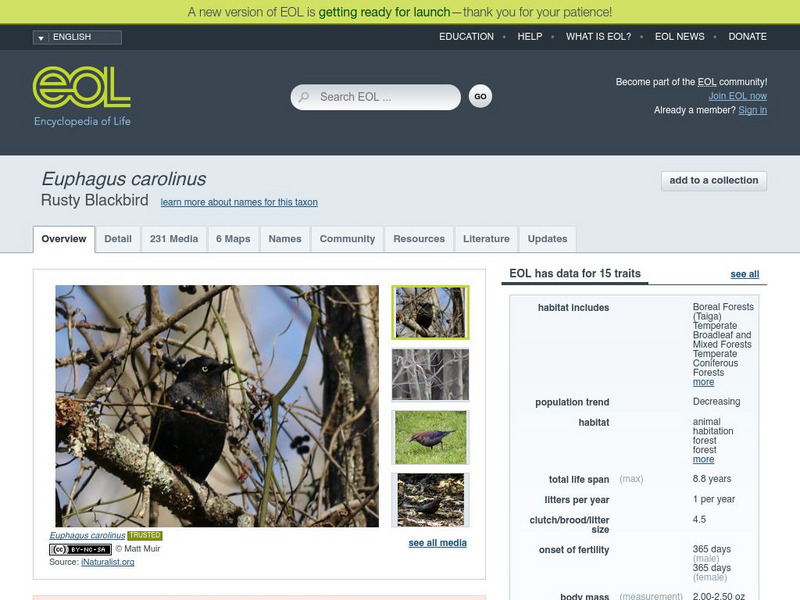 Encyclopedia of Life: Rusty Blackbird Handout Encyclopedia of Life: Rusty Blackbird Handout