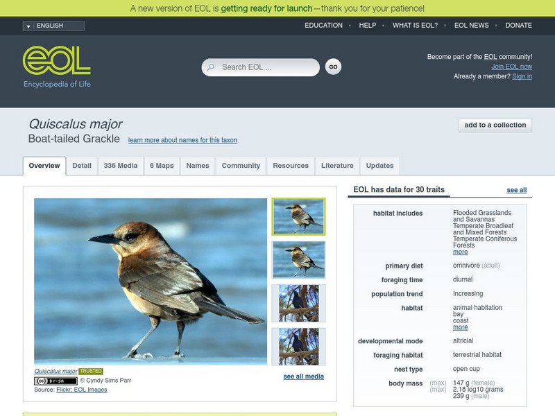Encyclopedia of Life: Boat Tailed Grackle Handout