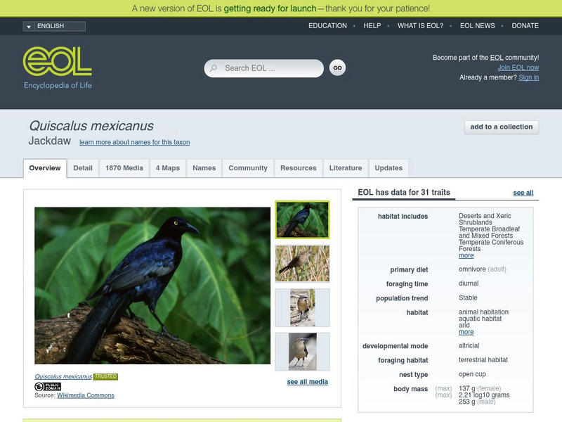 Encyclopedia of Life: Great Tailed Grackle Handout