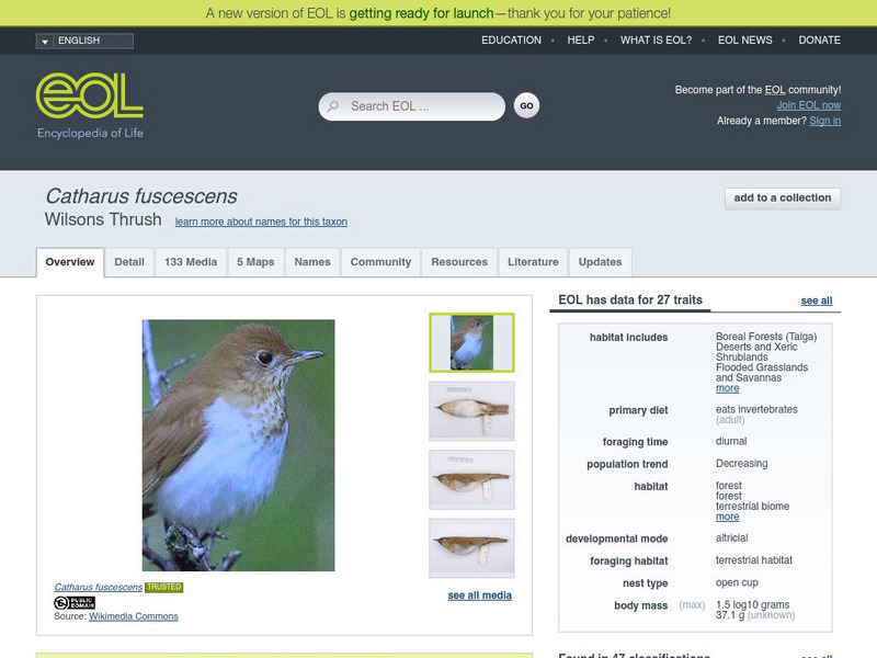 Encyclopedia of Life: Veery Handout