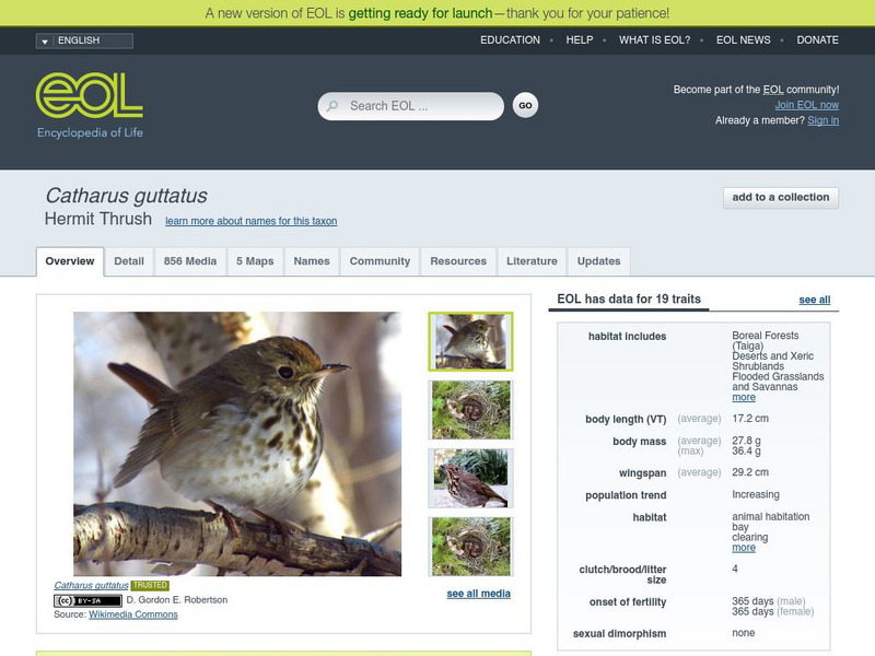 Encyclopedia of Life: Hermit Thrush Handout