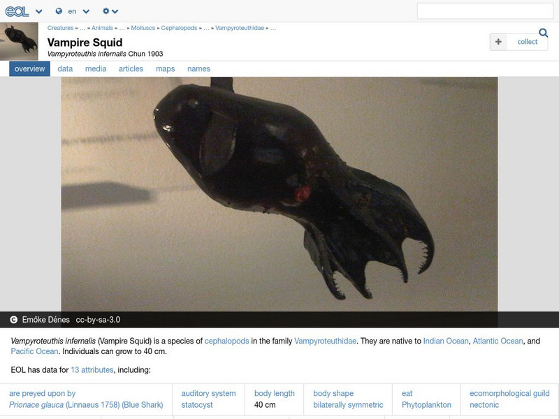 Encyclopedia of Life: Vampire Squid Handout
