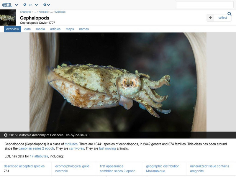 Encyclopedia of Life: Cephalopods Handout