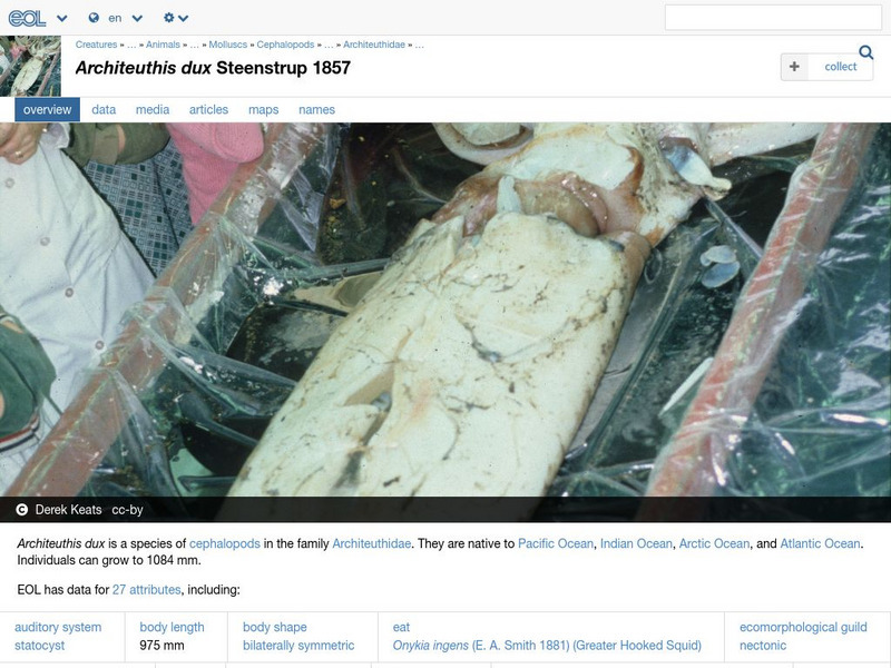 Encyclopedia of Life: Giant Squid Handout Encyclopedia of Life: Giant Squid Handout