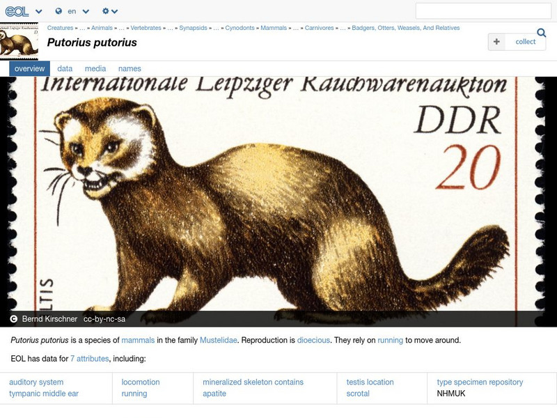 Encyclopedia of Life: European Polecat Handout