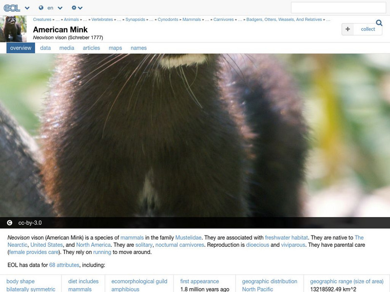 Encyclopedia of Life: American Mink Handout