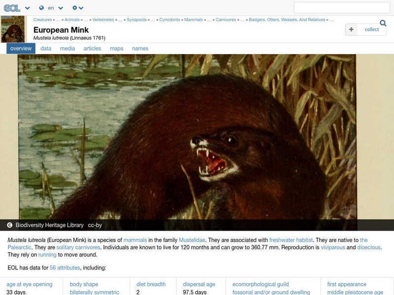 Encyclopedia of Life: European Mink Handout