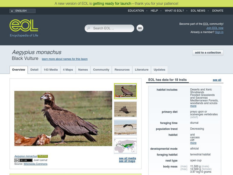 Encyclopedia of Life: Cinereous Vulture Handout