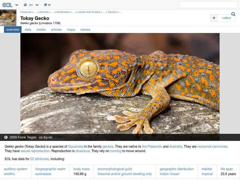 Encyclopedia of Life: Tokay Gecko Handout