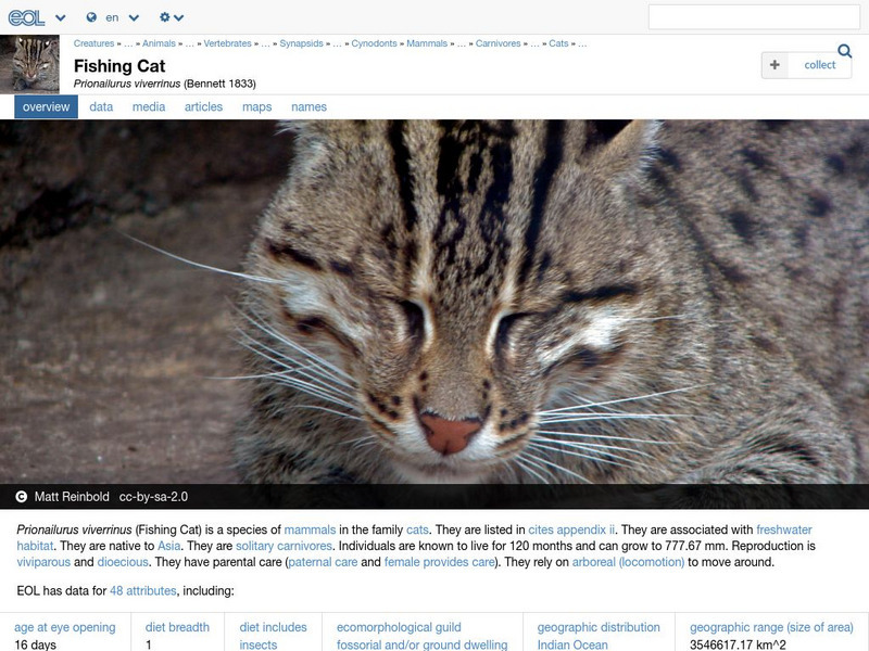 Encyclopedia of Life: Fishing Cat Handout Encyclopedia of Life: Fishing Cat Handout