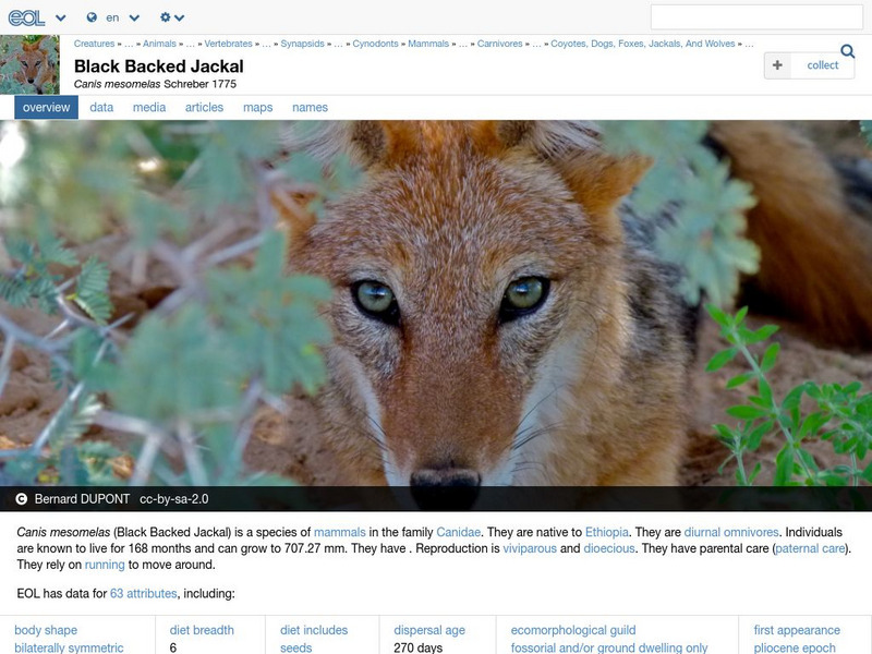Encyclopedia of Life: Black Backed Jackal Handout