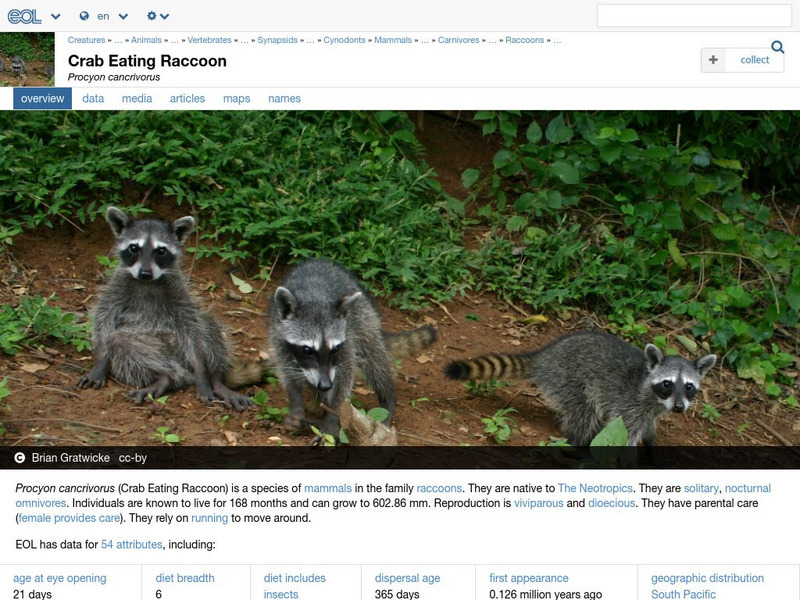 Encyclopedia of Life: Crab Eating Raccoon Handout